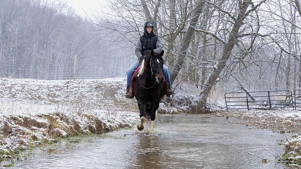 tobiano-lesson-horse