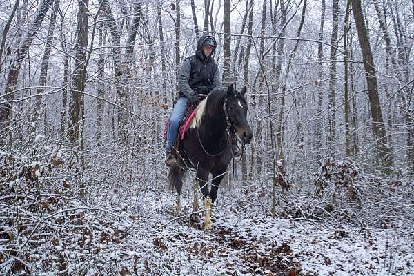 tobiano-trail-riding-horse