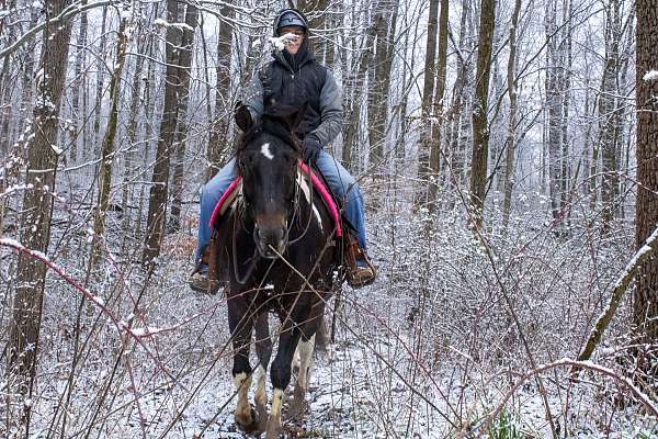 tobiano-trick-horse