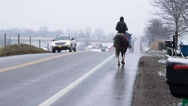 tobiano-western-riding-horse