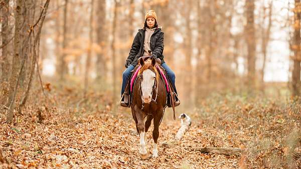 western-riding-paint-horse