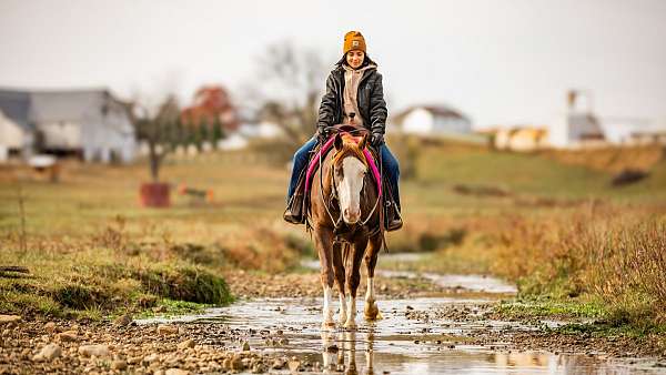 tobiano-paint-gelding