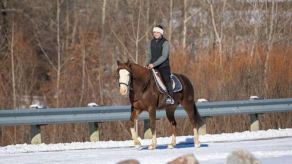 tobiano-all-around-horse