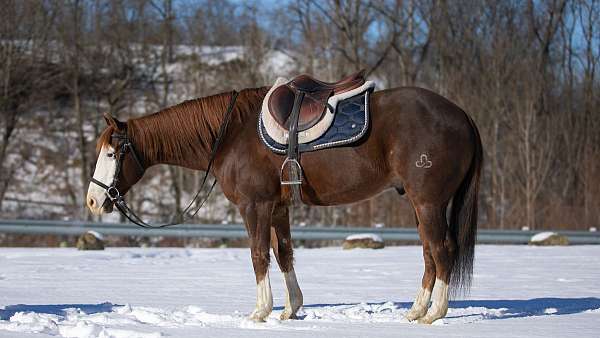 tobiano-trail-riding-horse