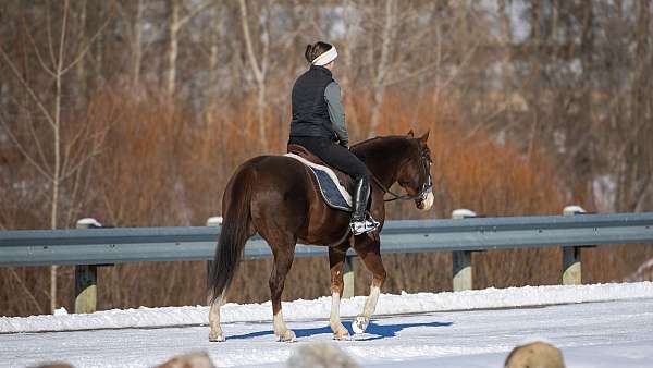 tobiano-trick-horse