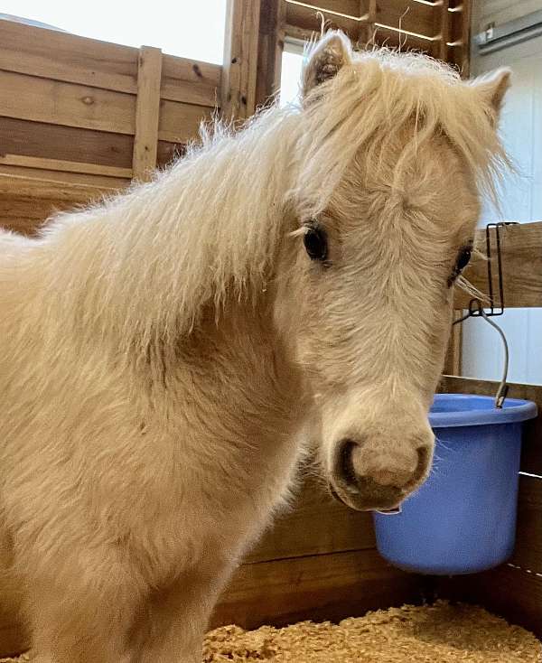 palomino-pinto-horse