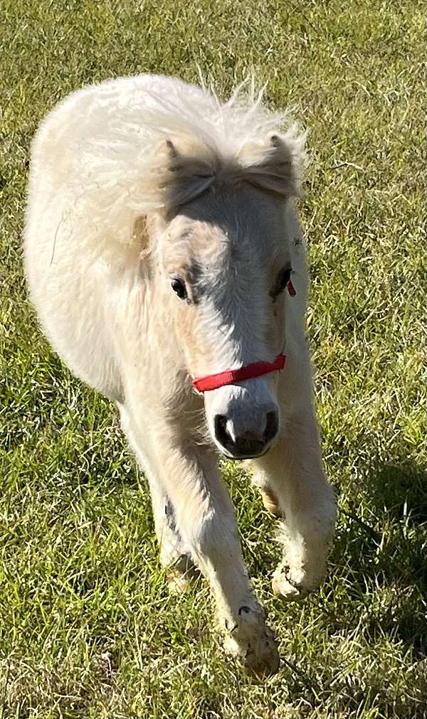 palomino-breeding-horse