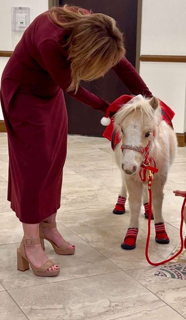 flashy-miniature-horse