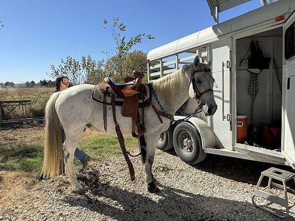 quarter-horse-gelding