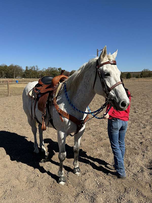 quarter-horse-for-sale