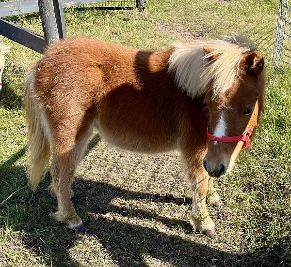 breeding-miniature-horse