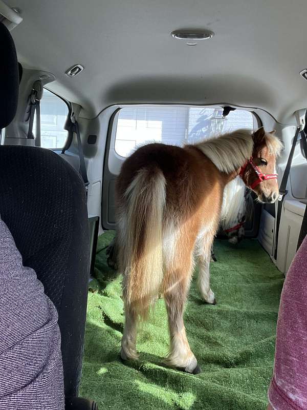 experienced-miniature-horse