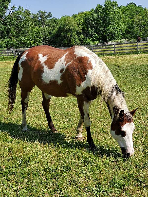 trail-paint-horse