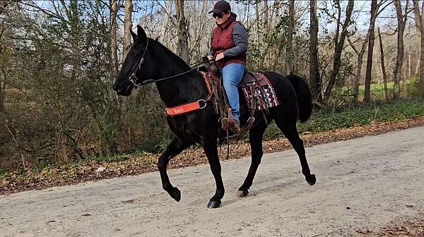 all-around-tennessee-walking-horse