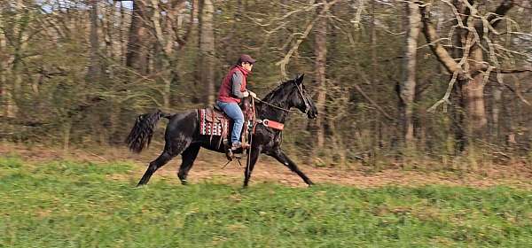 beginner-tennessee-walking-horse