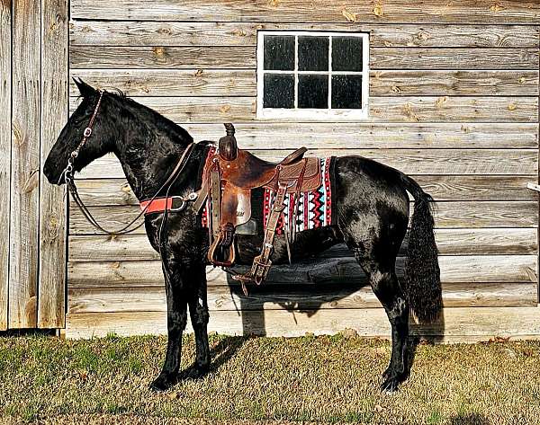 flashy-tennessee-walking-horse