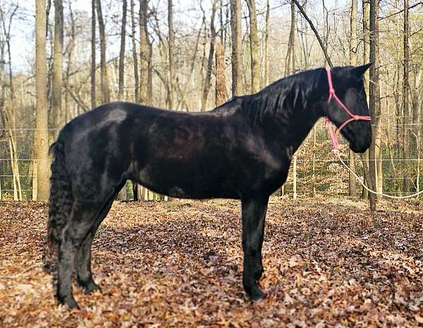 gaited-tennessee-walking-horse