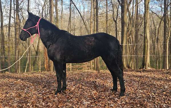 kid-safe-tennessee-walking-horse