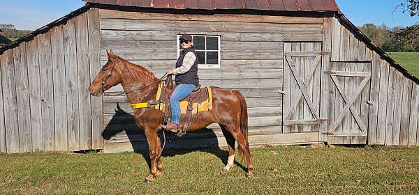 gaited-horse-tennessee-walking