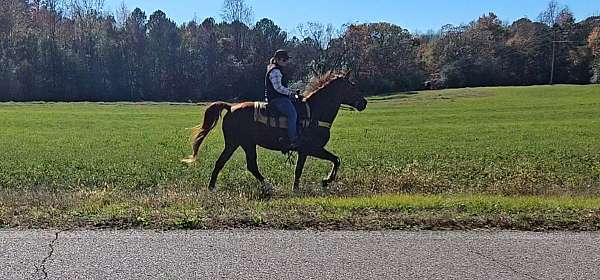 trail-gaited-horse-tennessee-walking