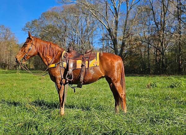 family-horse-tennessee-walking