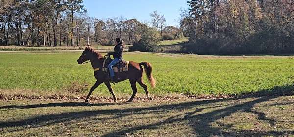 husband-safe-horse-tennessee-walking