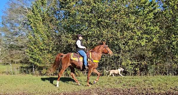 trained-gaited-horse-tennessee-walking