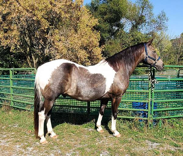 buckskin-blue-eyes-4-white-stockings-horse