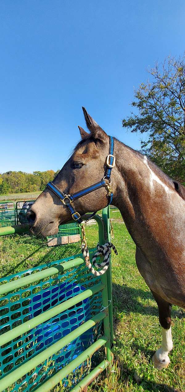 heading-healing-paint-horse