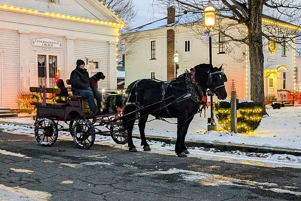 percheron-gelding