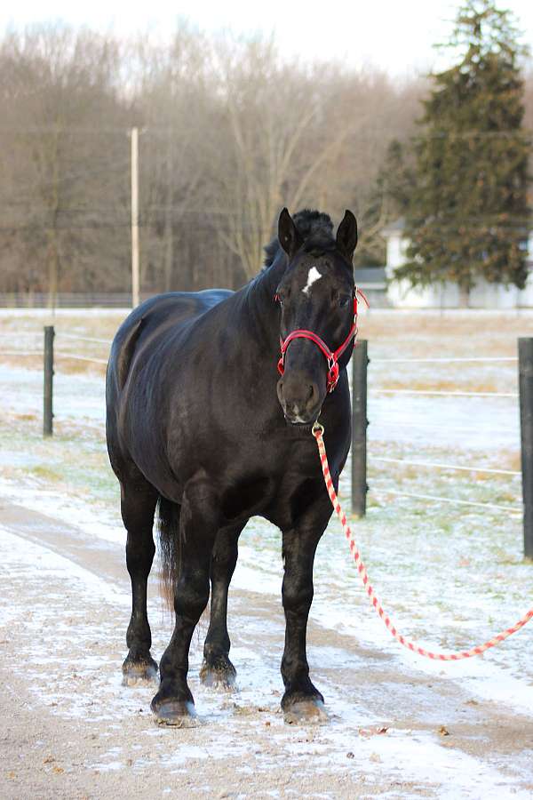 percheron-horse-for-sale