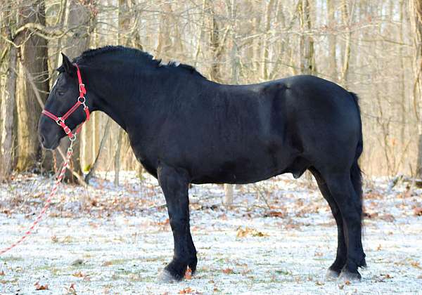 percheron-horse