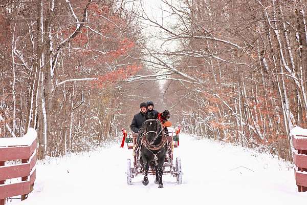 percheron