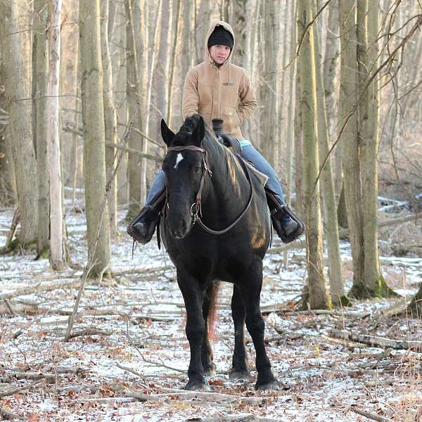 gelding