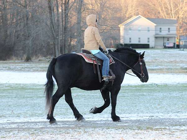 cross-trail-percheron-horse