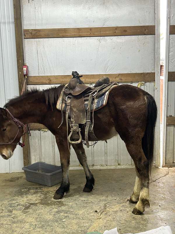 draft-horse-for-sale