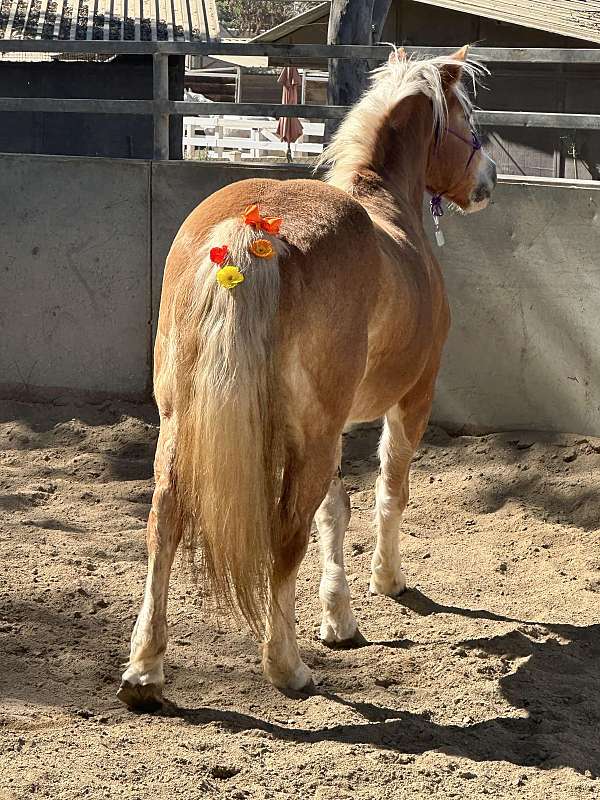 advanced-haflinger-horse