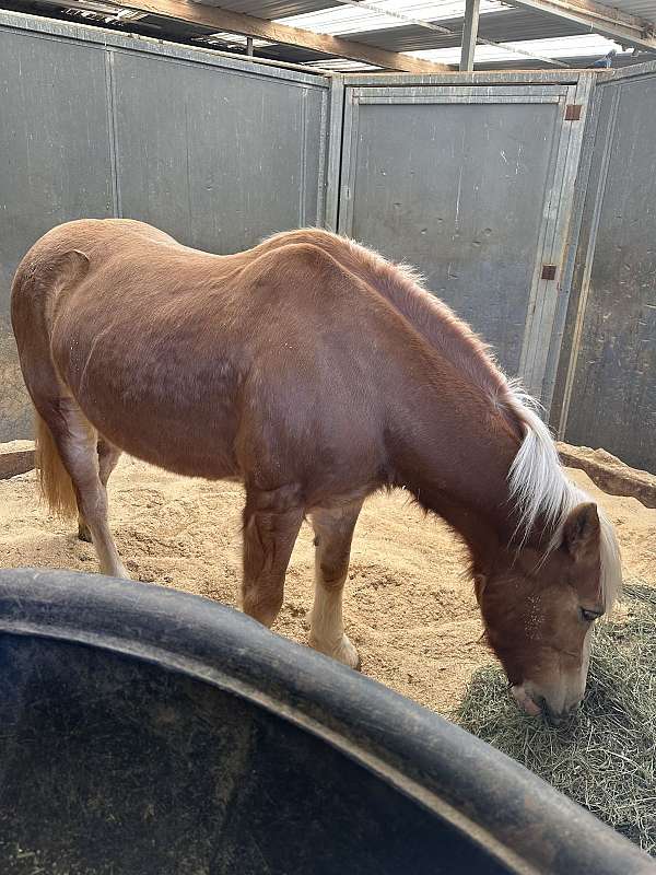 county-haflinger-horse