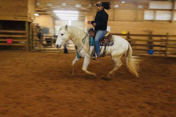 dressage-andalusian-horse