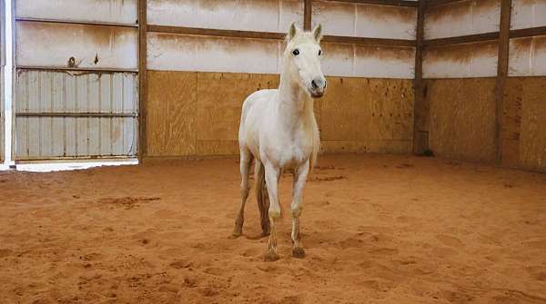 ranch-andalusian-horse