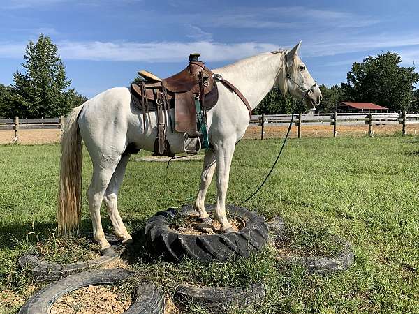 ridden-western-andalusian-horse