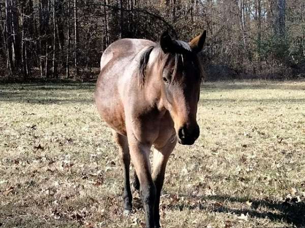 barrel-racer-filly