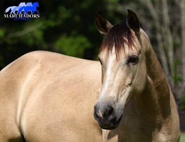 buckskin-lots-of-chrome-horse