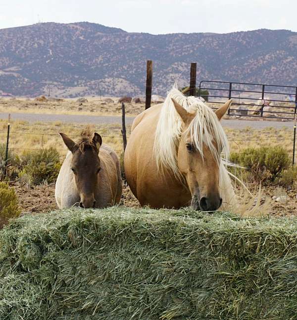 chocolate-foal-for-sale