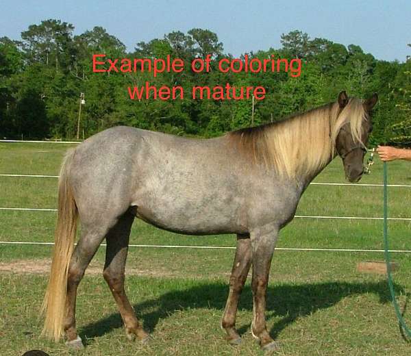 blue-roan-weanling