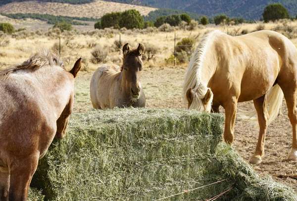 chocolate-broodmare