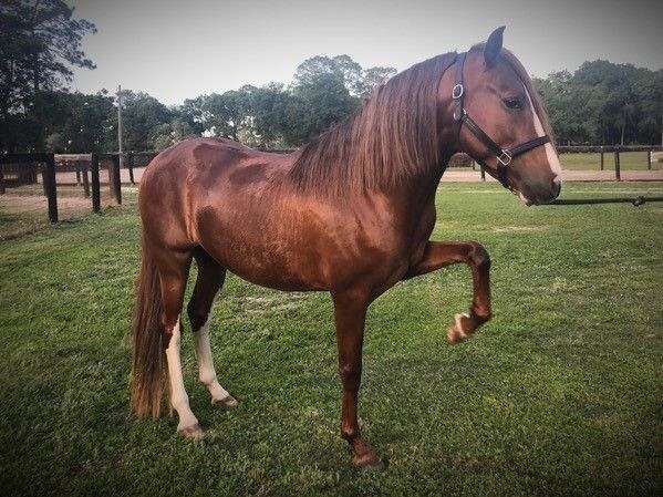 chestnut-has-white-chrome-too-horse