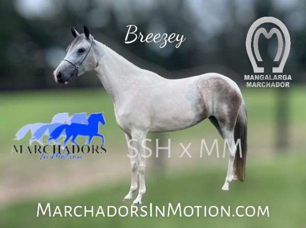 grey-tobiano-bay-horse