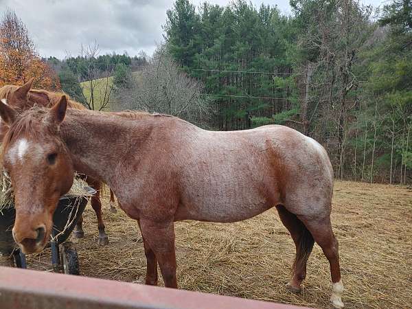 barrel-racing-quarter-horse