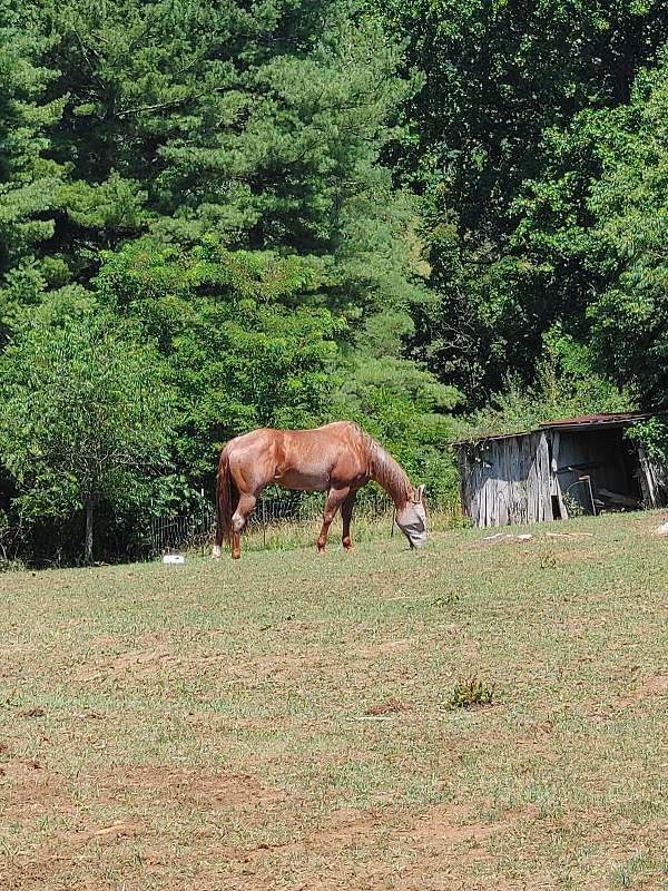 breeding-quarter-horse